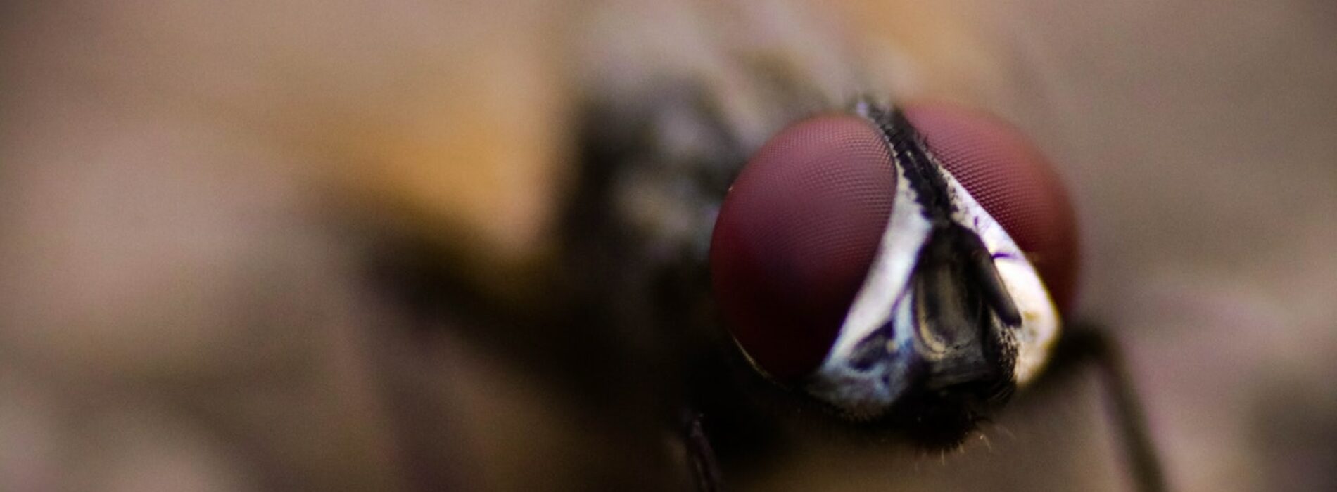 Jak skutecznie pozbyć się much z domu?